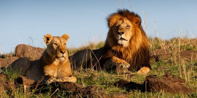 ▷ Más de 25 datos asombrosos sobre leones para niños - ECODUO®