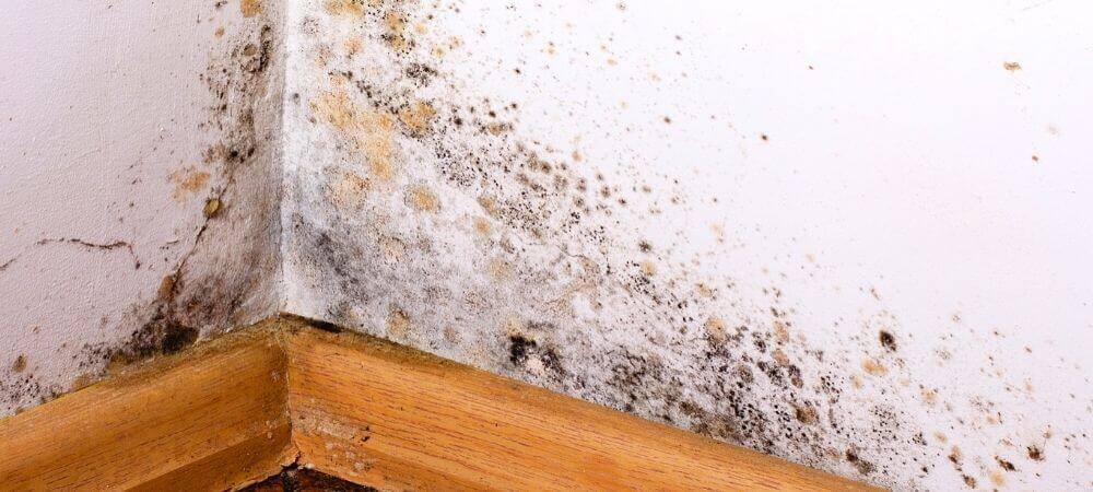 ▷ CÓMO limpiar el moho de las paredes