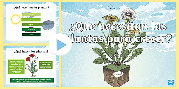 ¿qué Es Lo Que Necesita Una Planta Para Vivir Ecoduo®