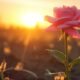 Dorothy Rose: A Bloom of Grace and Grit