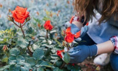 Where Roses Bloom