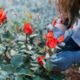 Where Roses Bloom