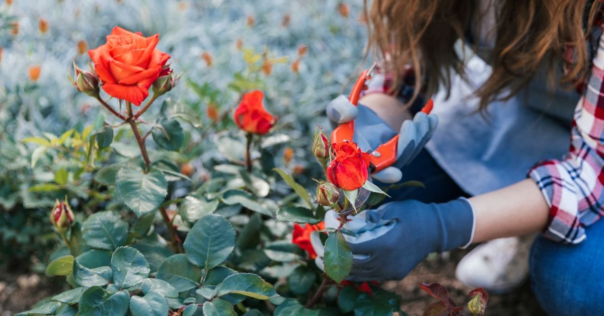 Where Roses Bloom