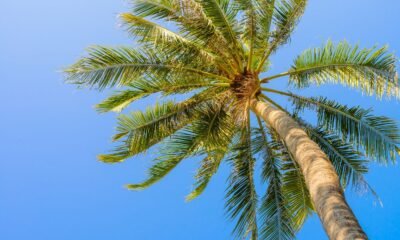 The Reign of the King Palm