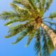 The Reign of the King Palm