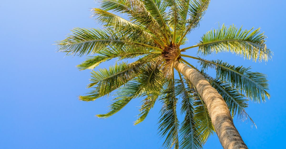 The Reign of the King Palm
