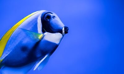 Mysteries of the Bream Sea