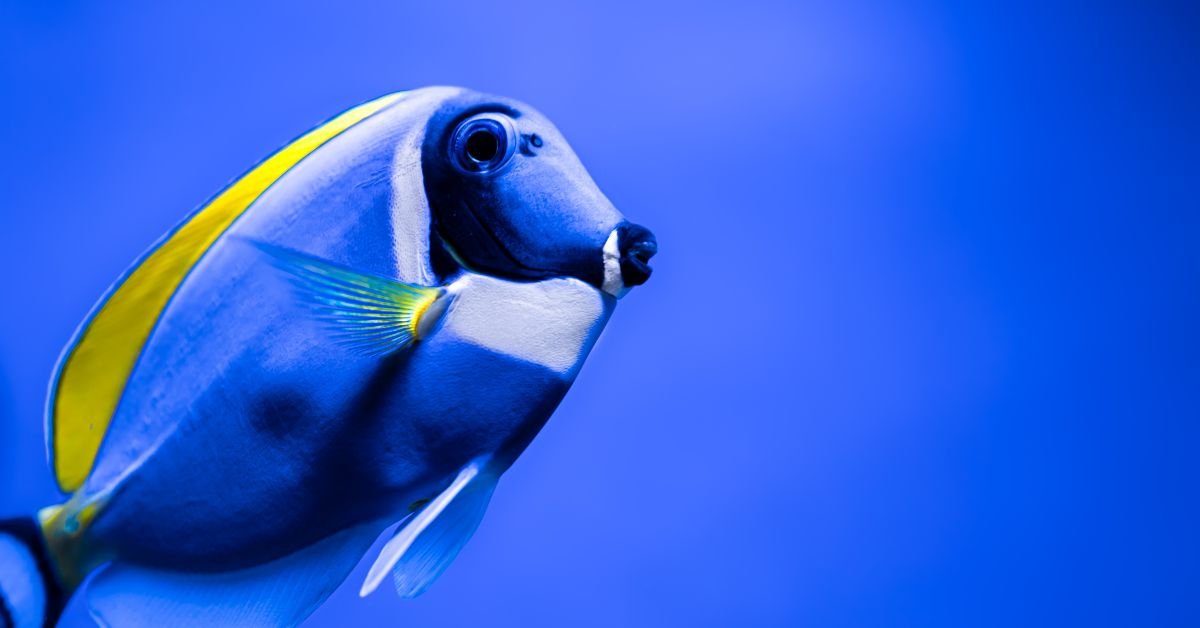 Mysteries of the Bream Sea