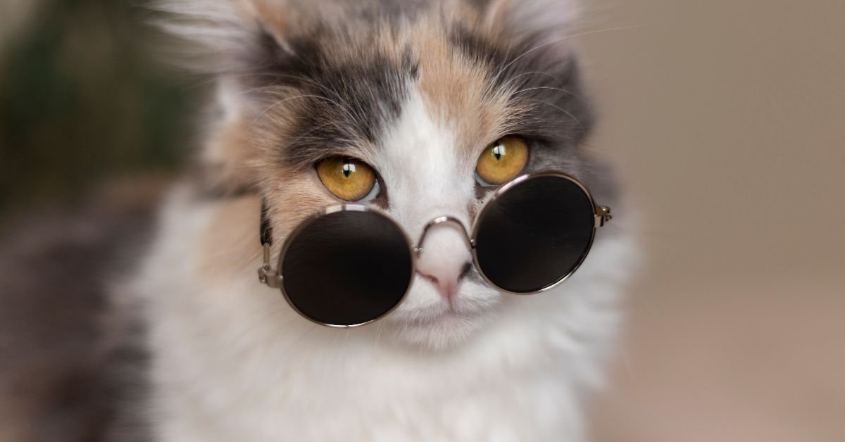 Whisker Wars